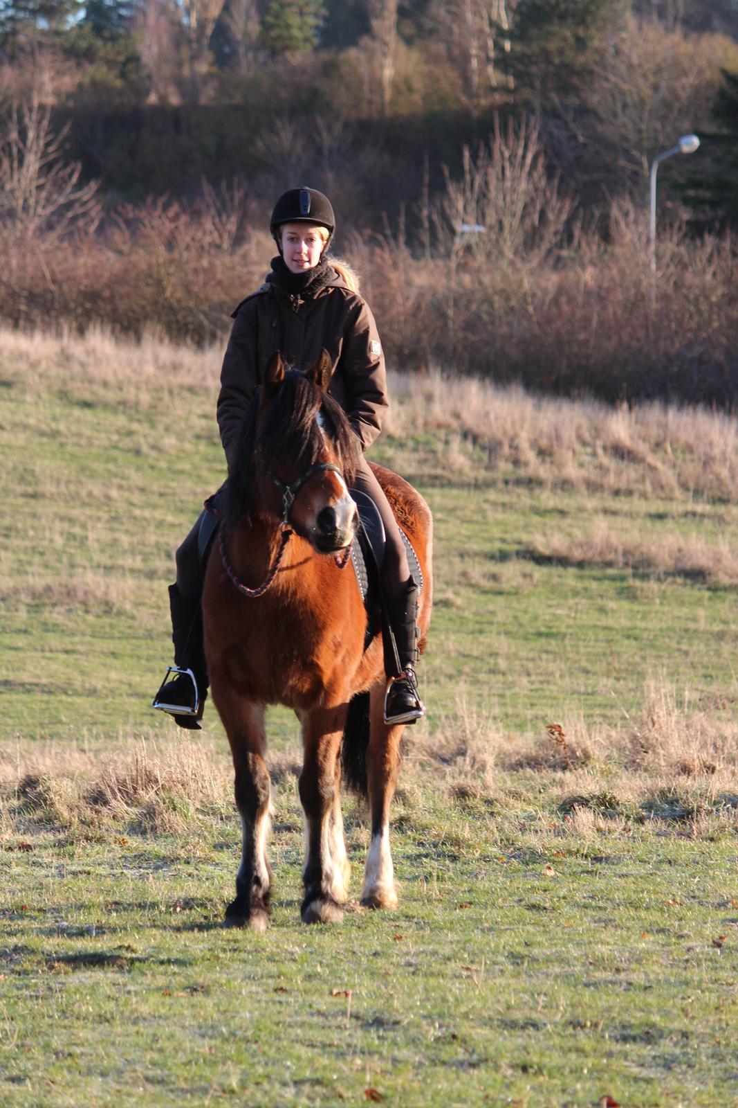 Welsh Cob (sec D) Valhallas Zambuca - Så er vi begyndt at tilride Zambuca og hun tager alt i stiv arm. 
D. 28 december 2012 billede 20