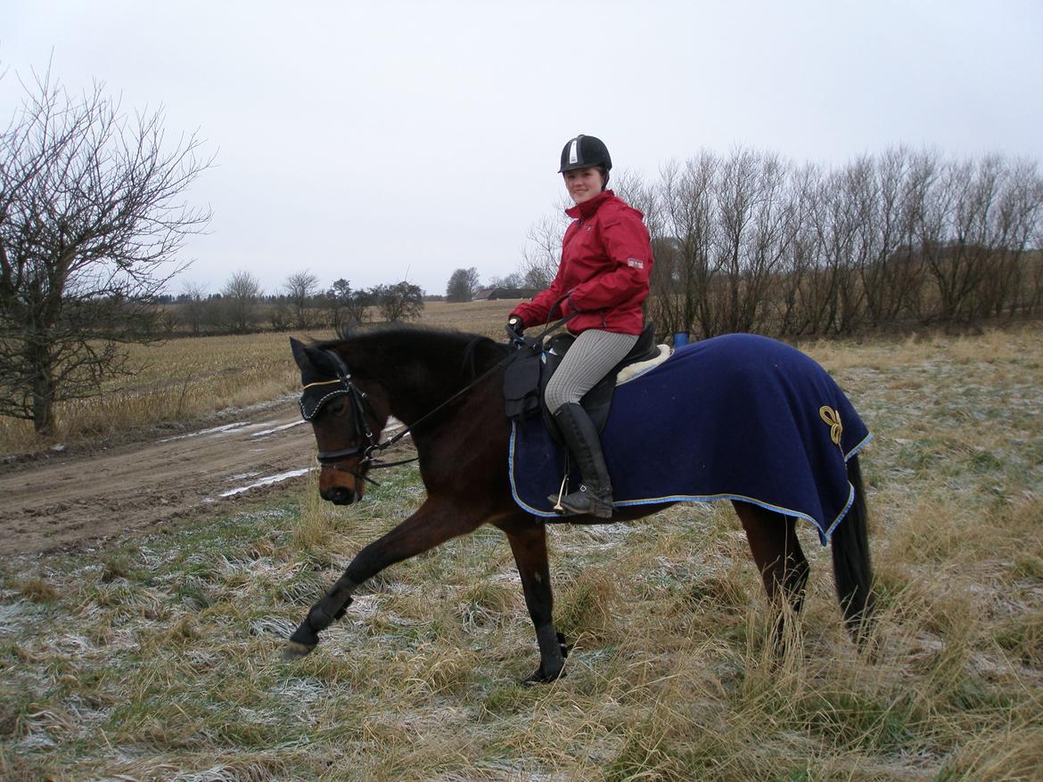 Fuldblod (XX) Stald-Bakkely's Tessa - 28-12-12 billede 19