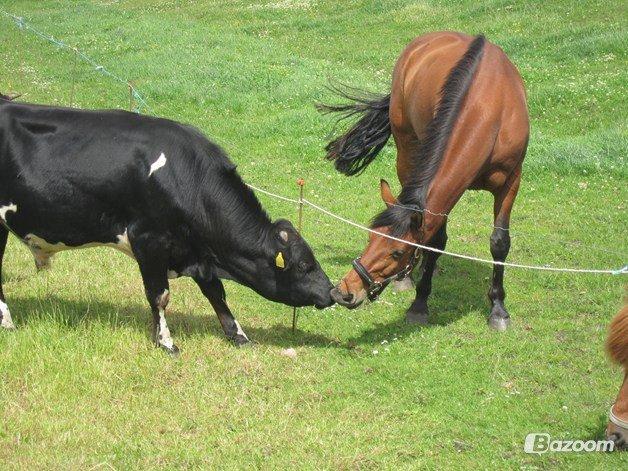 Anden særlig race » Polle <3 - Polle hilser på en af vores gamle tyre - sommer 2012 billede 13