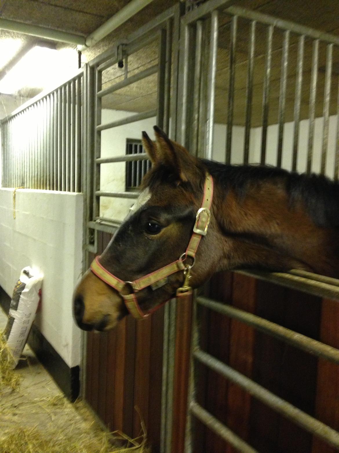Dansk Varmblod Zandie Engel - Zandie er flyttet i egen boks.. dog lige ved siden af sin mor ;) billede 7