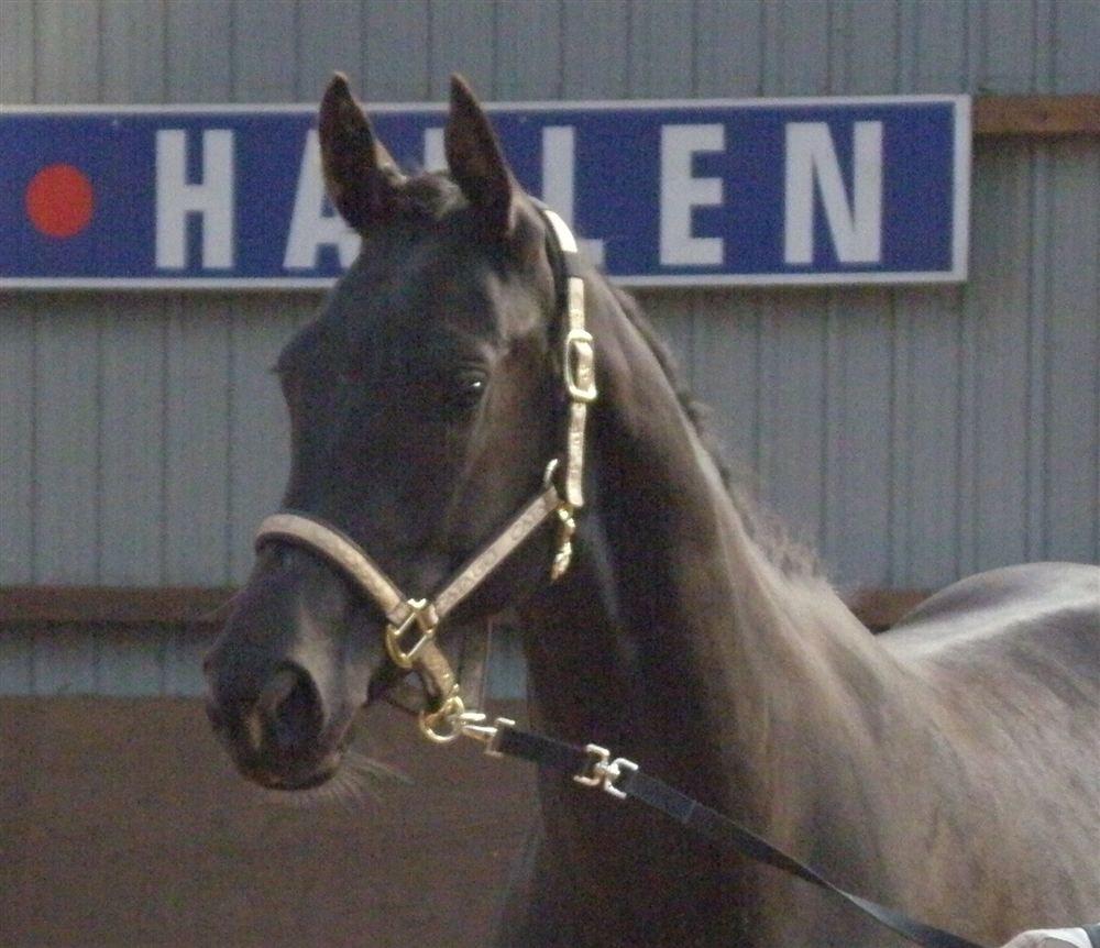 Dansk Varmblod Holmens Medina billede 15