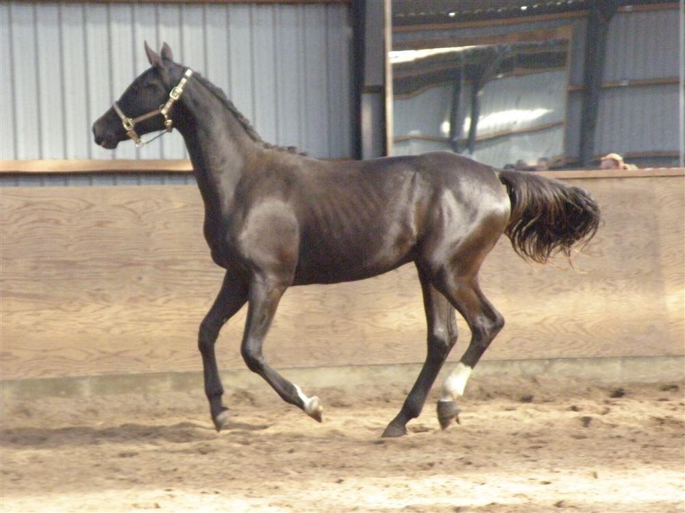 Dansk Varmblod Holmens Medina billede 14