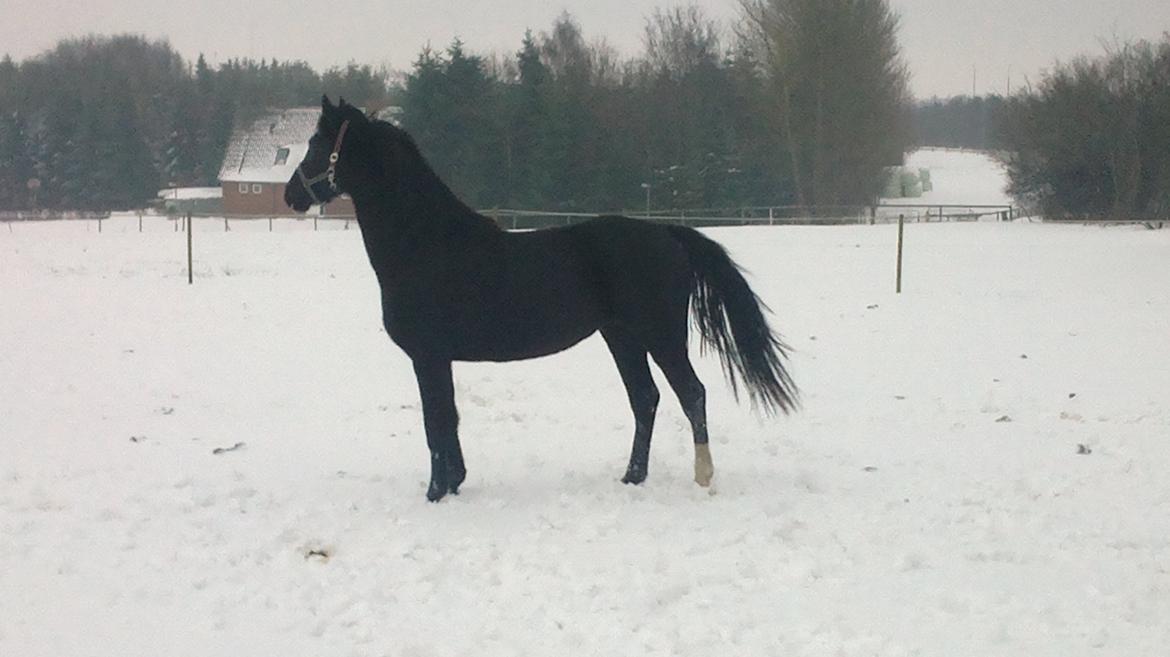 Dansk Varmblod Holmens Medina - Medina 1. dag på folden. billede 4