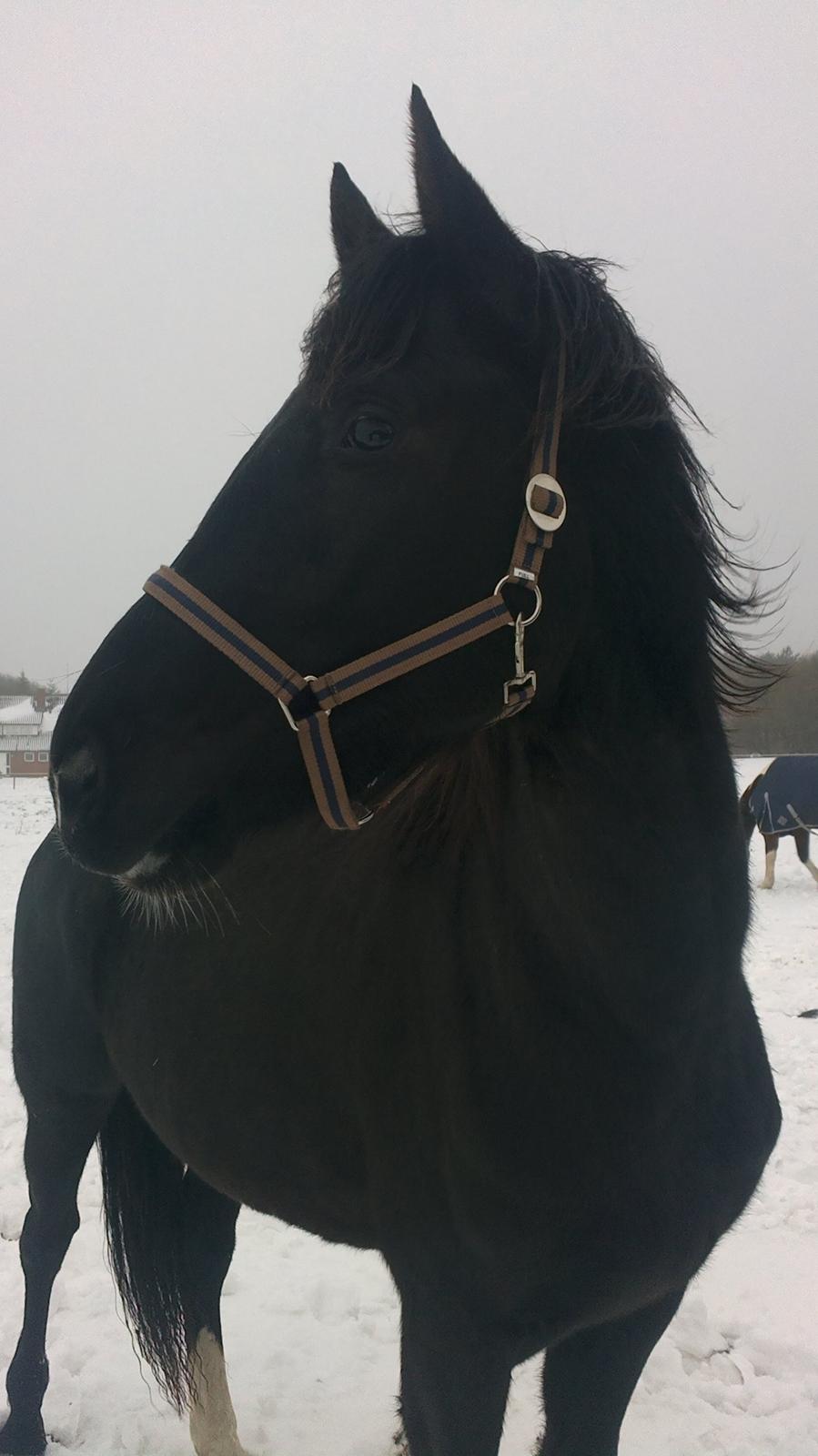 Dansk Varmblod Holmens Medina billede 5