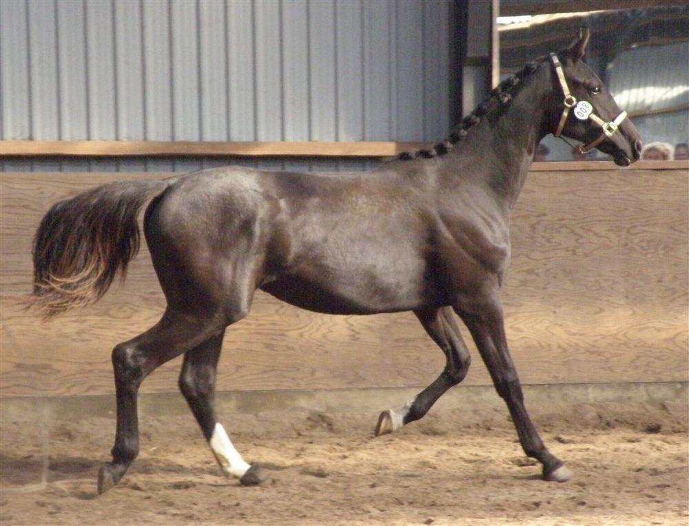 Dansk Varmblod Holmens Medina - Fremvisningsbilleder fra salgsannoncen. Her er Medina lige fyldt 2 år. billede 13