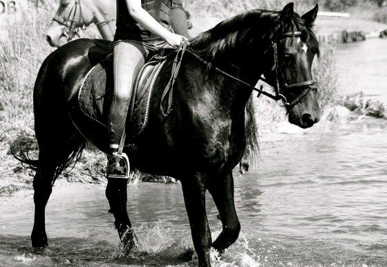 Frieser Tonia billede 1