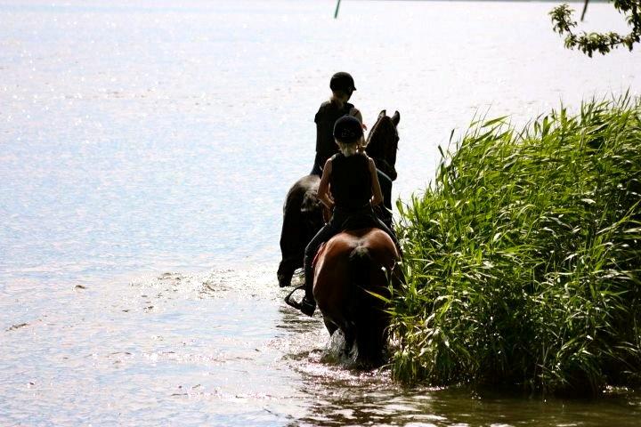 Frieser Tonia billede 2