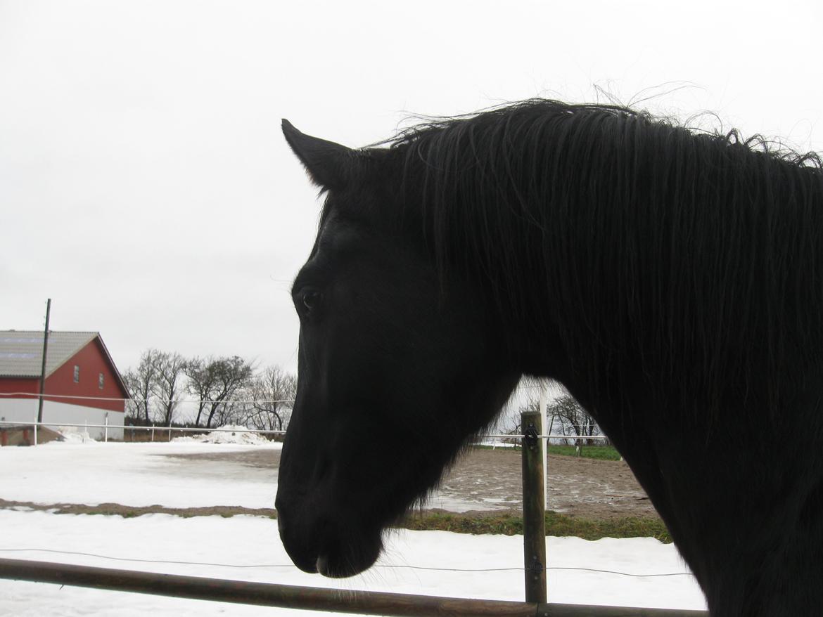 Dansk Varmblod Holmens Medina - Medina efter 1½ uge på Stald Rygård. billede 6