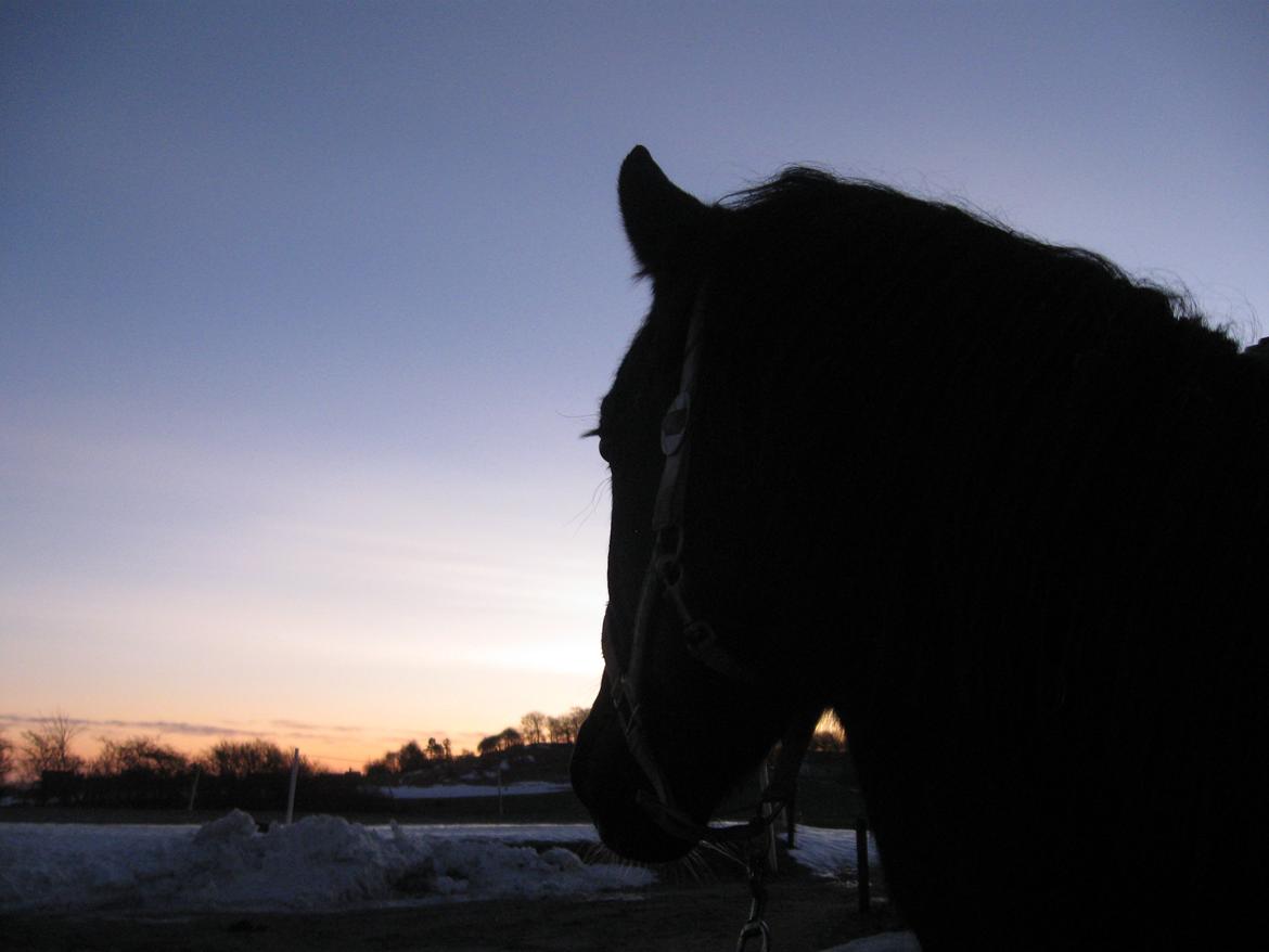 Dansk Varmblod Holmens Medina billede 2