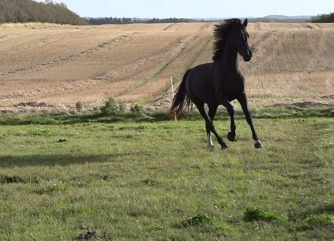 Dansk Varmblod Holmens Medina billede 12