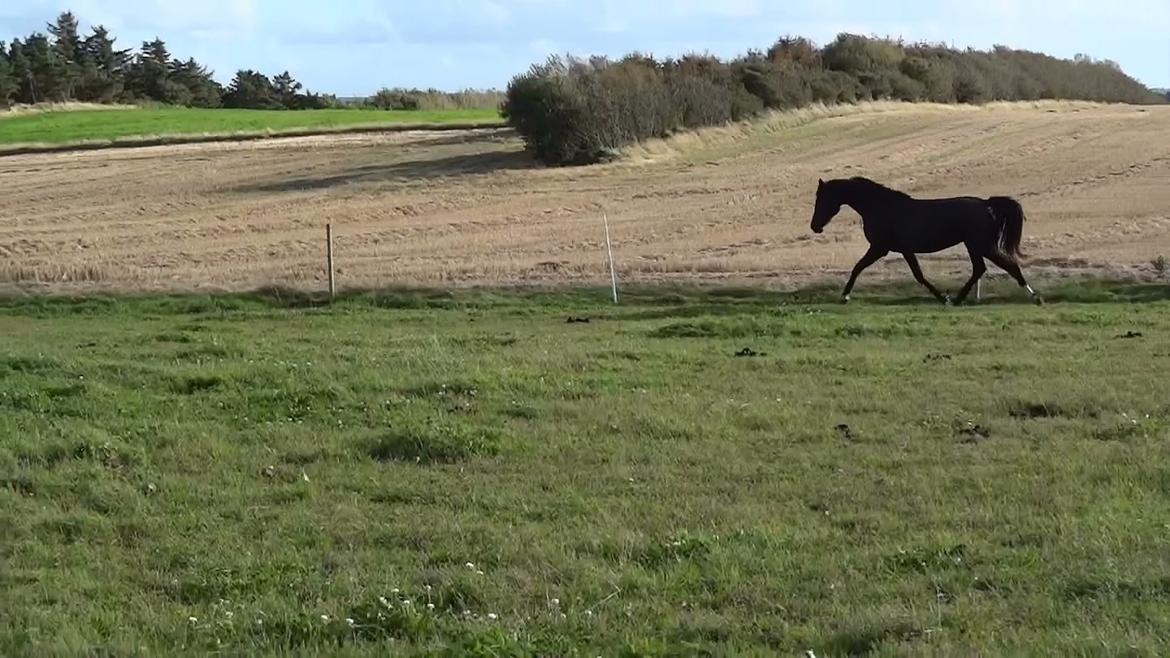 Dansk Varmblod Holmens Medina - Medina hjemme ved Diana Kruse (sælger/avler). billede 11