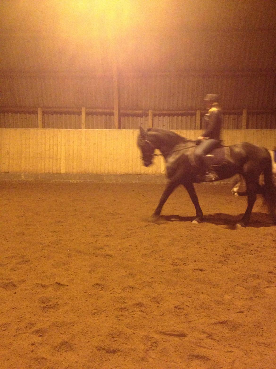 Frieser Tonia billede 5