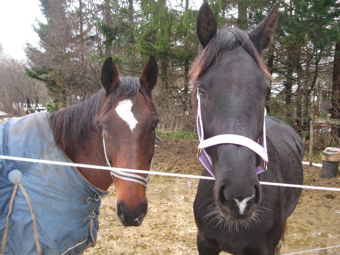 Dansk Varmblod Holmens Medina - Medina og bedste-vennen Raymoon. billede 9