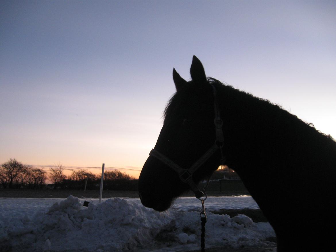 Dansk Varmblod Holmens Medina billede 3