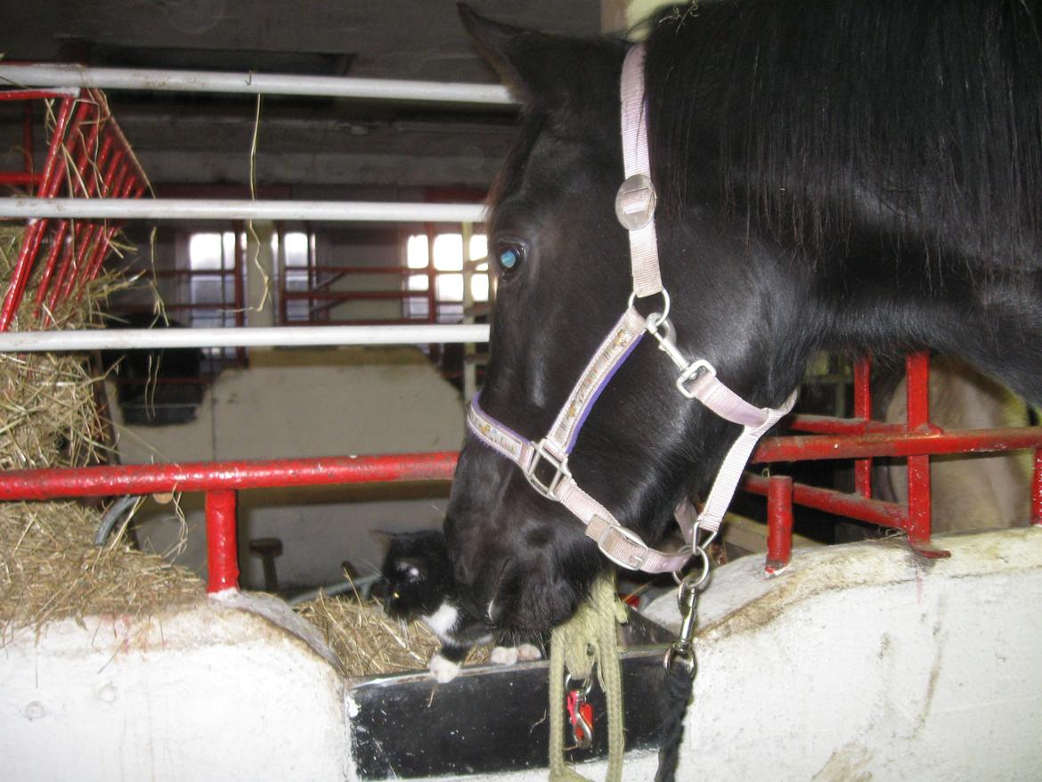 Dansk Varmblod Holmens Medina - Medina hilser på den nye staldmis (: billede 8