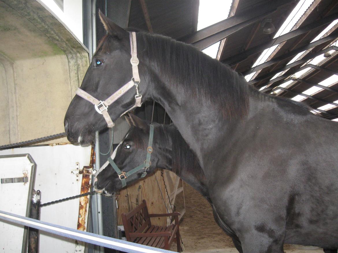 Dansk Varmblod Holmens Medina - Medina på vej i trailer, efter at jeg har set på hende for 2. gang. billede 10
