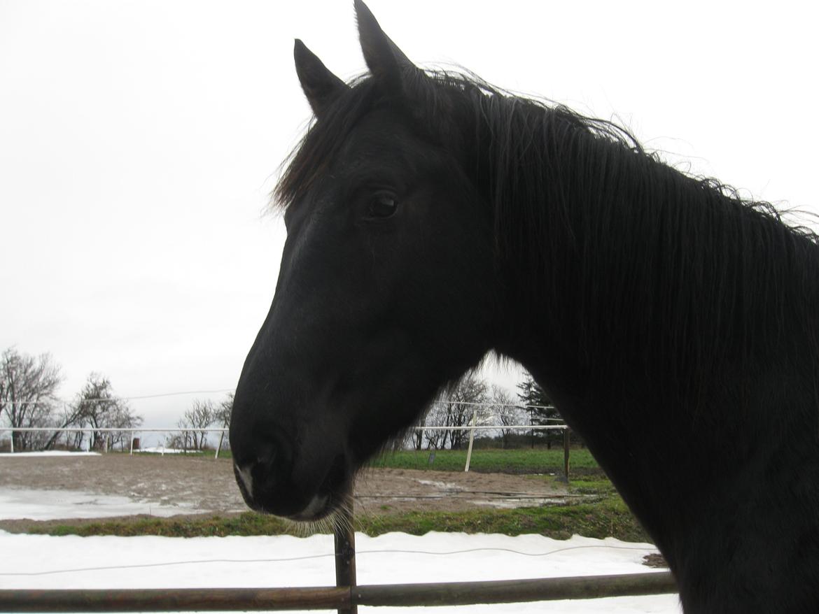 Dansk Varmblod Holmens Medina billede 7