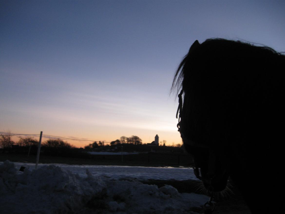 Dansk Varmblod Holmens Medina - Ude at se på morgensolen, har haft Medina i 2 uger på disse billeder. billede 1