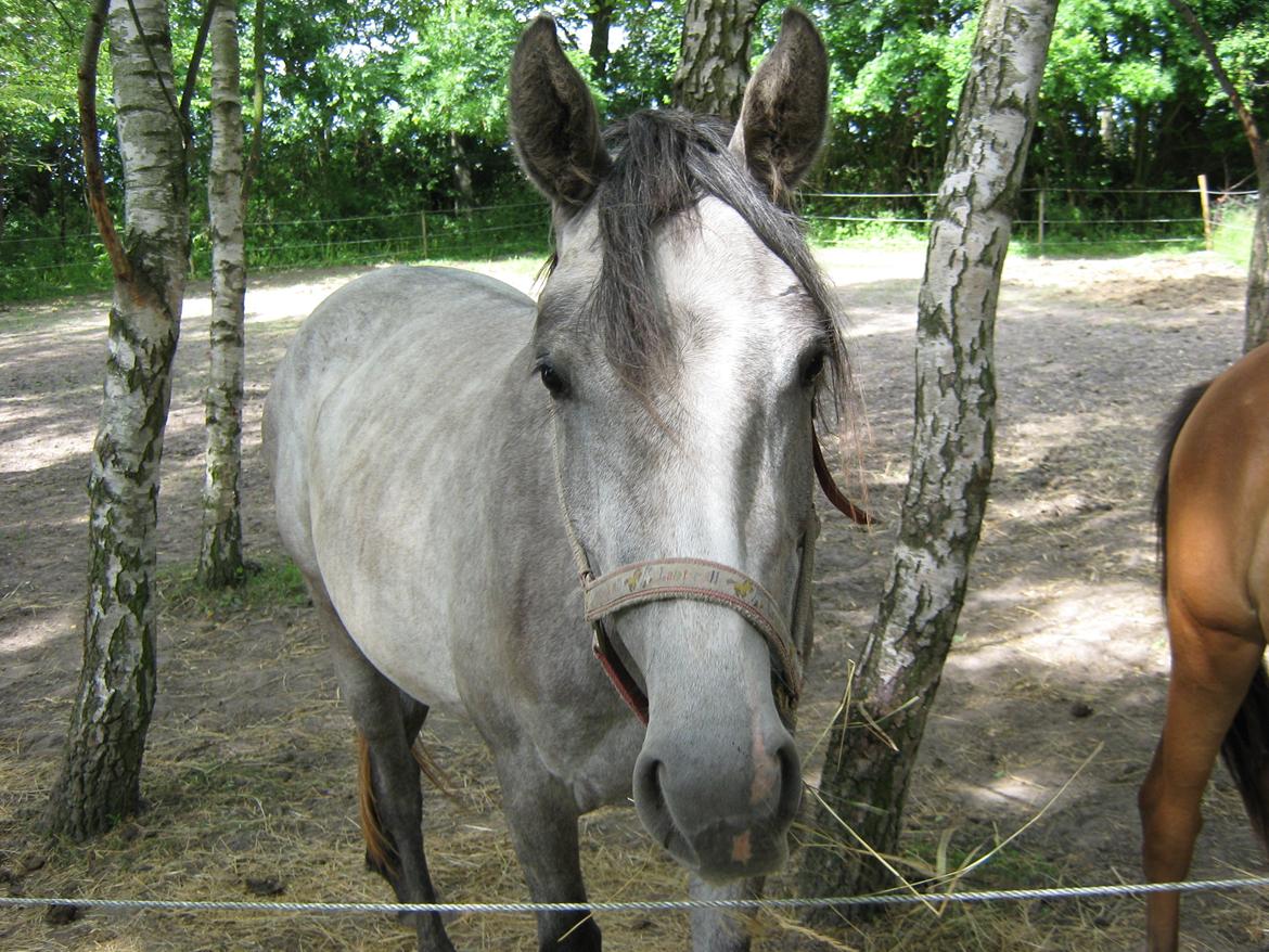 Anden særlig race India - 2010 billede 6