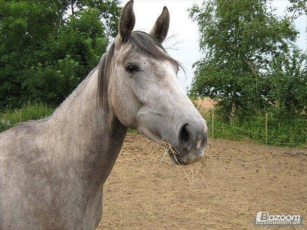 Anden særlig race India - 2010 billede 7
