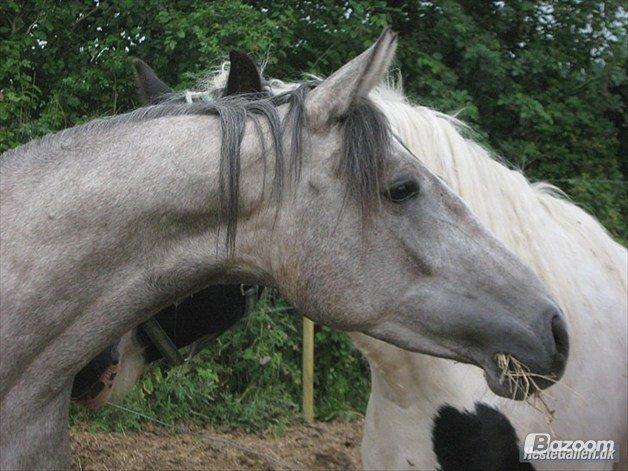 Anden særlig race India - 2010 billede 8
