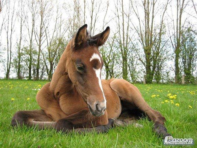 Anden særlig race India - 2008 billede 9
