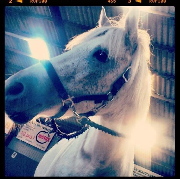 Anden særlig race Plet Farvel mit 1 og alt! </3 - 
Plet sommerferien 2012
efter lidt "sjov og ballade"  :D billede 5