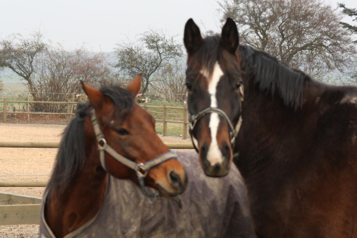 Anden særlig race Ad libitum firfod billede 2