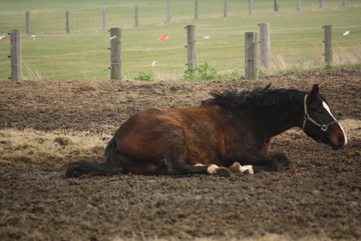 Anden særlig race Ad libitum firfod - det klør :D billede 3