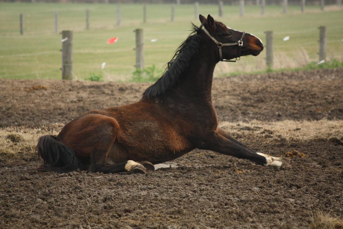 Anden særlig race Ad libitum firfod - det er svært at rejse sig billede 4
