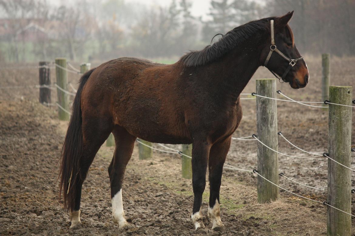 Anden særlig race Ad libitum firfod billede 5