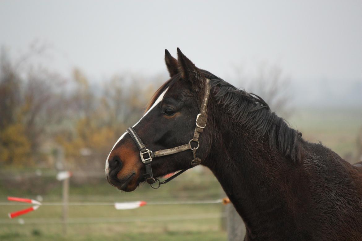 Anden særlig race Ad libitum firfod billede 6