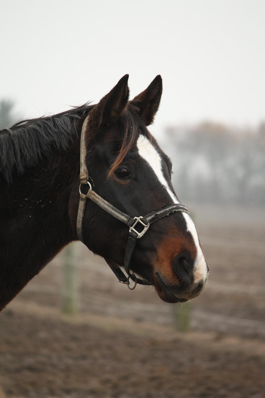 Anden særlig race Ad libitum firfod billede 7