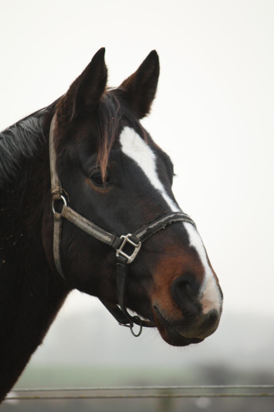 Anden særlig race Ad libitum firfod - Min smukke hest :D billede 1