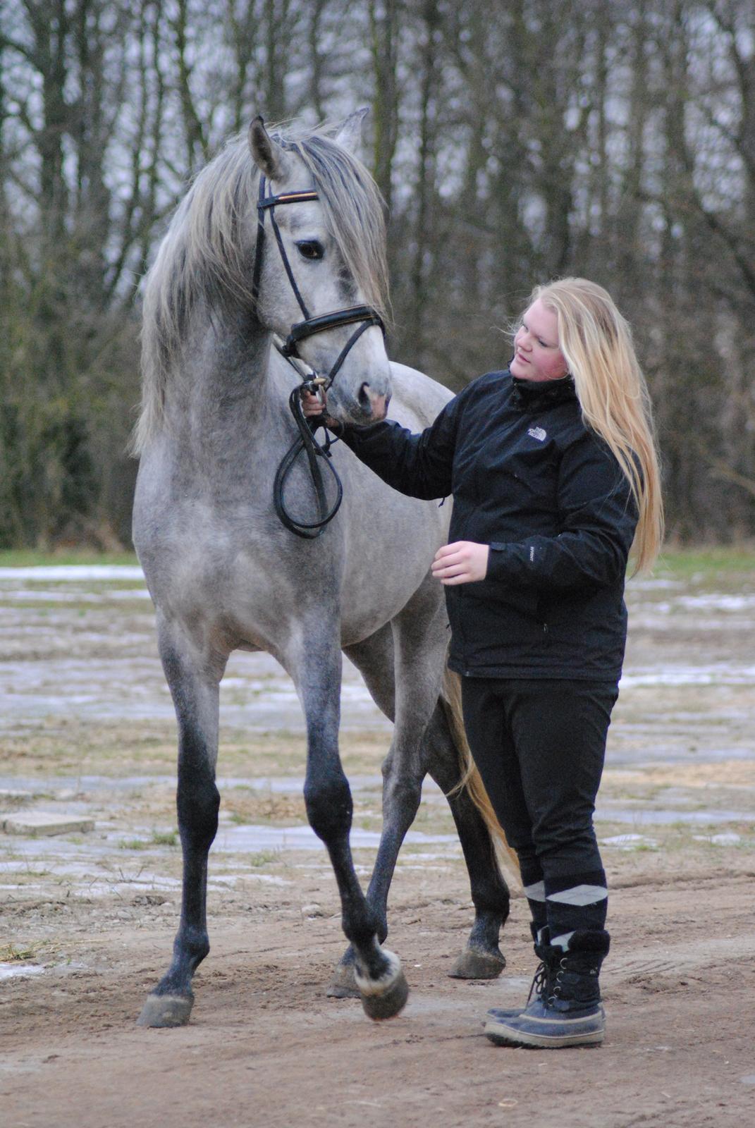 Pura Raza Española Rohan's Theoden *Solgt* - Det sidste billede med prinsen <3 billede 8