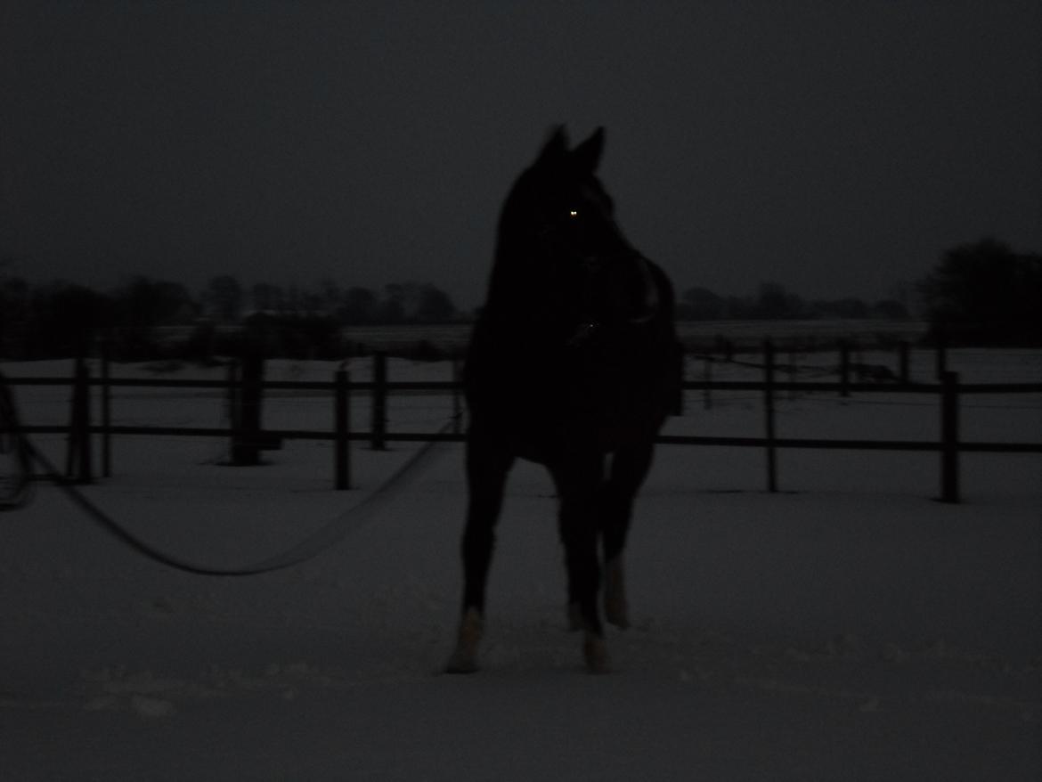 Anden særlig race Ad libitum firfod - Ad libitum bliver lonceret i sneen :D billede 9