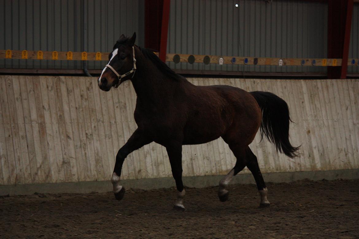 Anden særlig race Ad libitum firfod - et trav billede af min hest :D billede 10