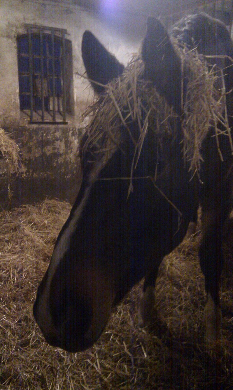 Anden særlig race Ad libitum firfod - mit ekstra hår :D billede 11