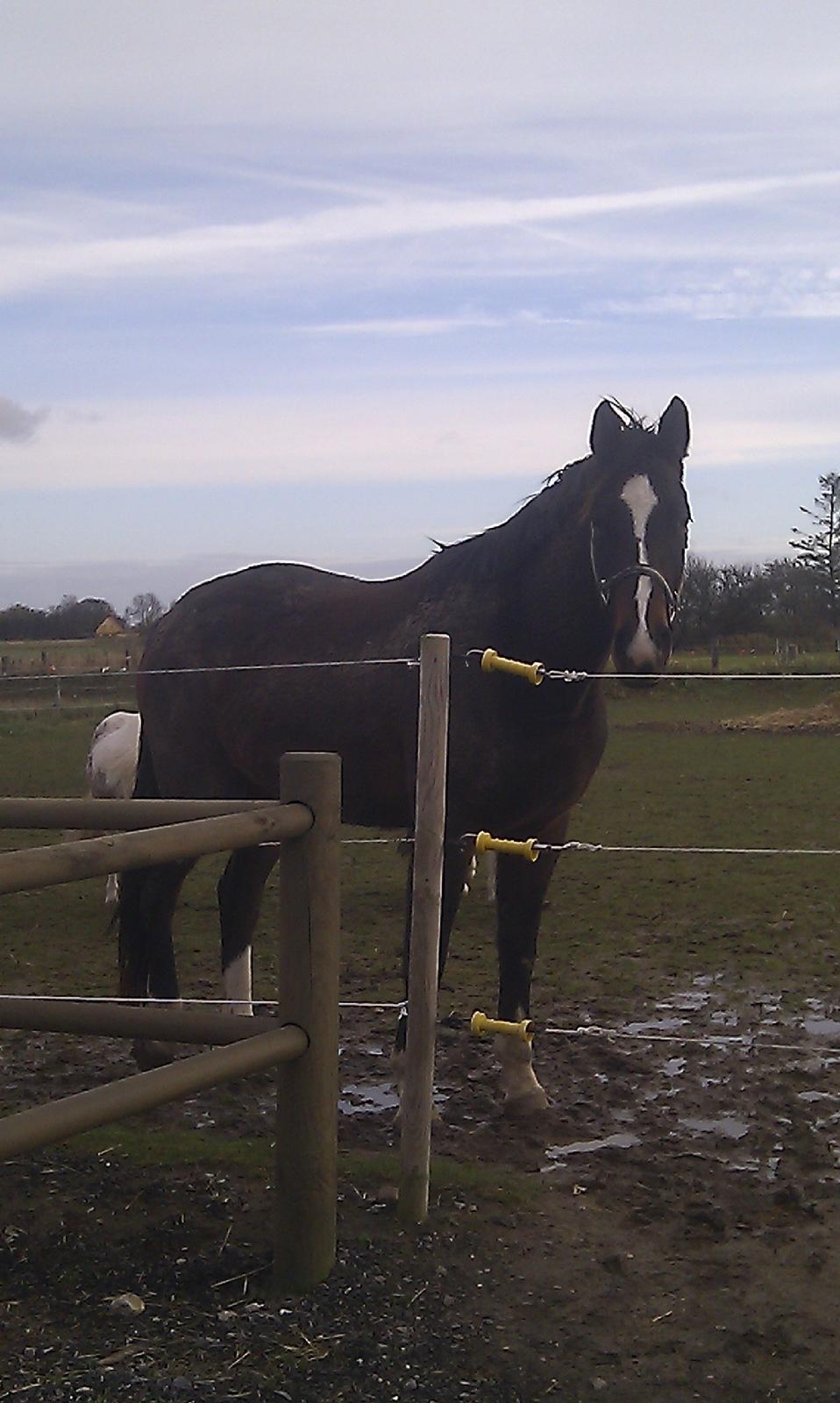 Anden særlig race Ad libitum firfod - nu vil jeg ind billede 12