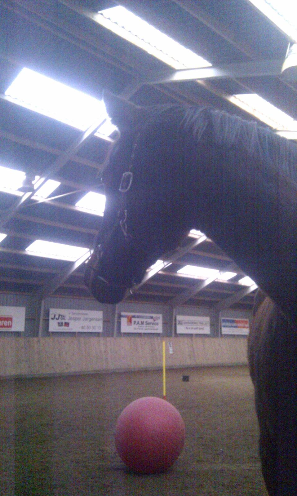 Anden særlig race Ad libitum firfod - så skal jeg lege med bold :) billede 13