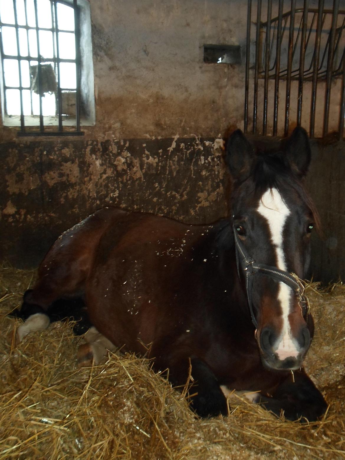 Anden særlig race Ad libitum firfod billede 8