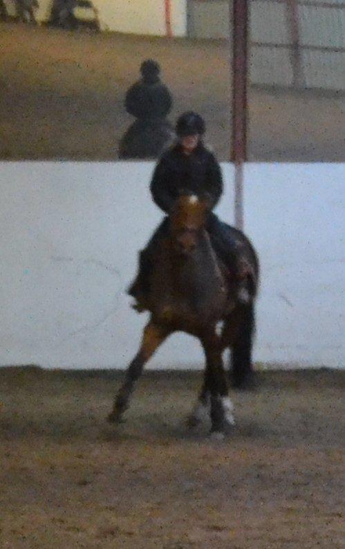 Dansk Varmblod Alexis - shenkelvining 26/12-12 billede 4