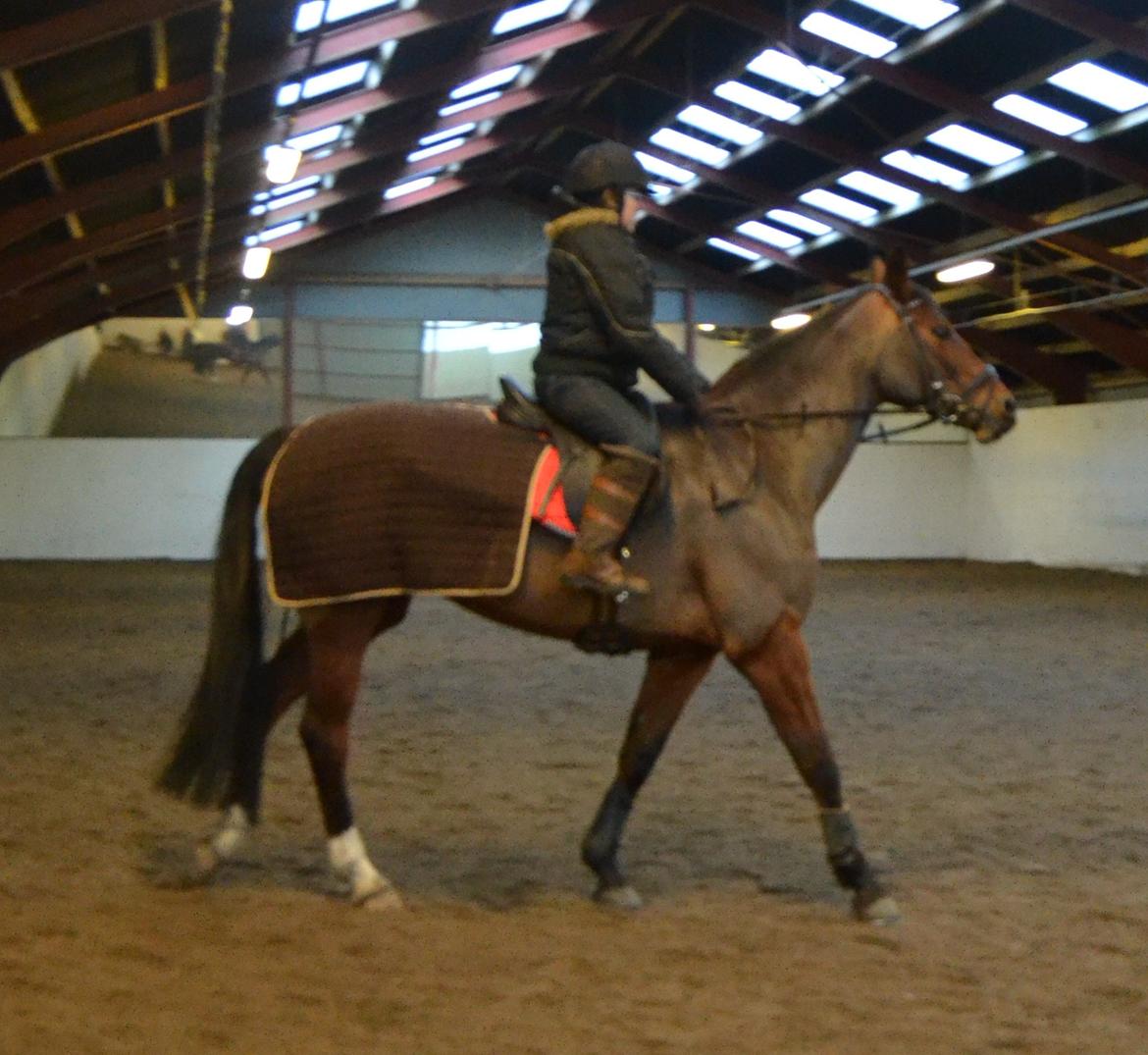 Dansk Varmblod Alexis billede 6