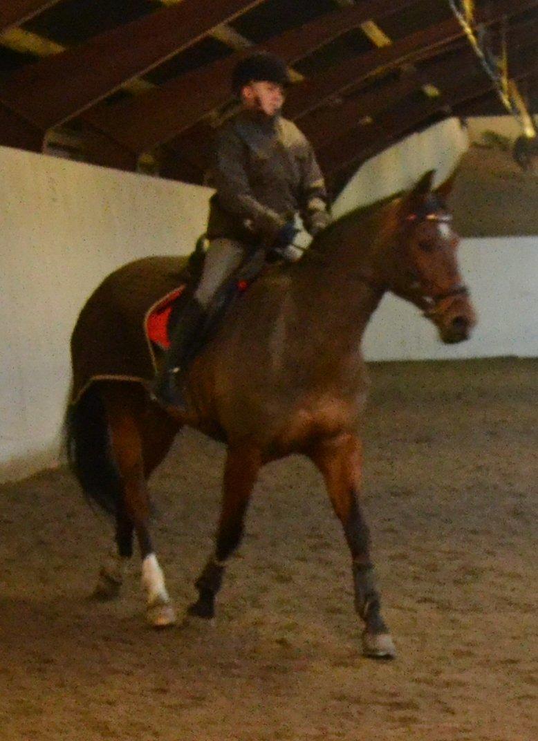 Dansk Varmblod Alexis - laura og alexis billede 7