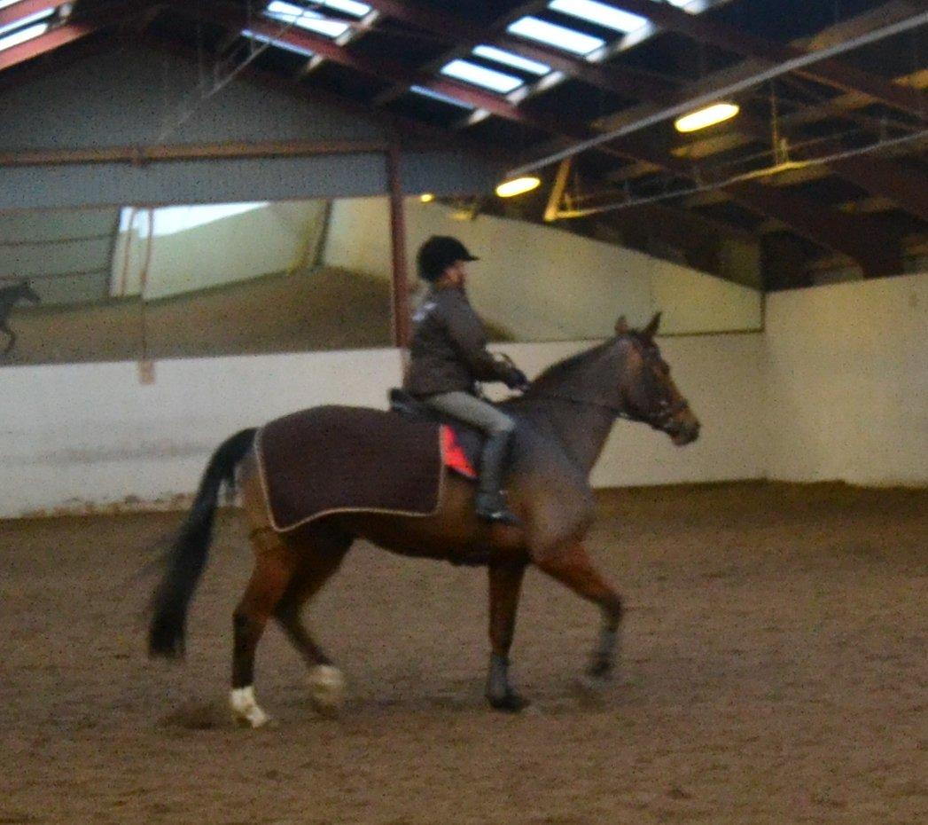 Dansk Varmblod Alexis - laura og alex billede 8