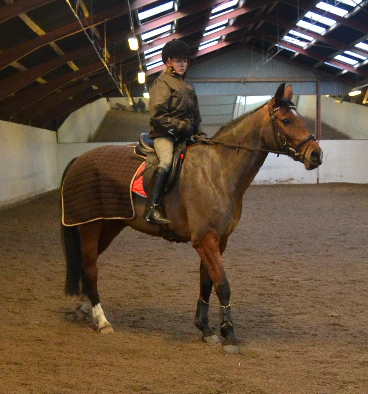 Dansk Varmblod Alexis - laura og alexis billede 9