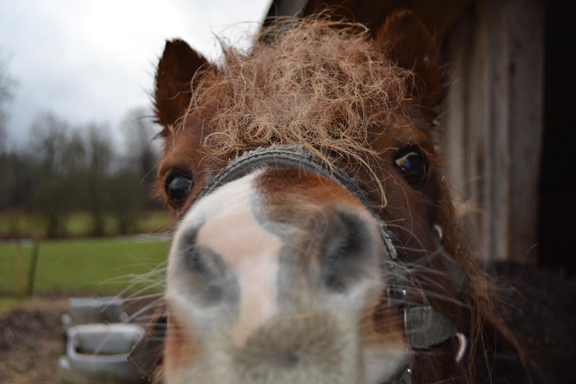 Anden særlig race Palle billede 6