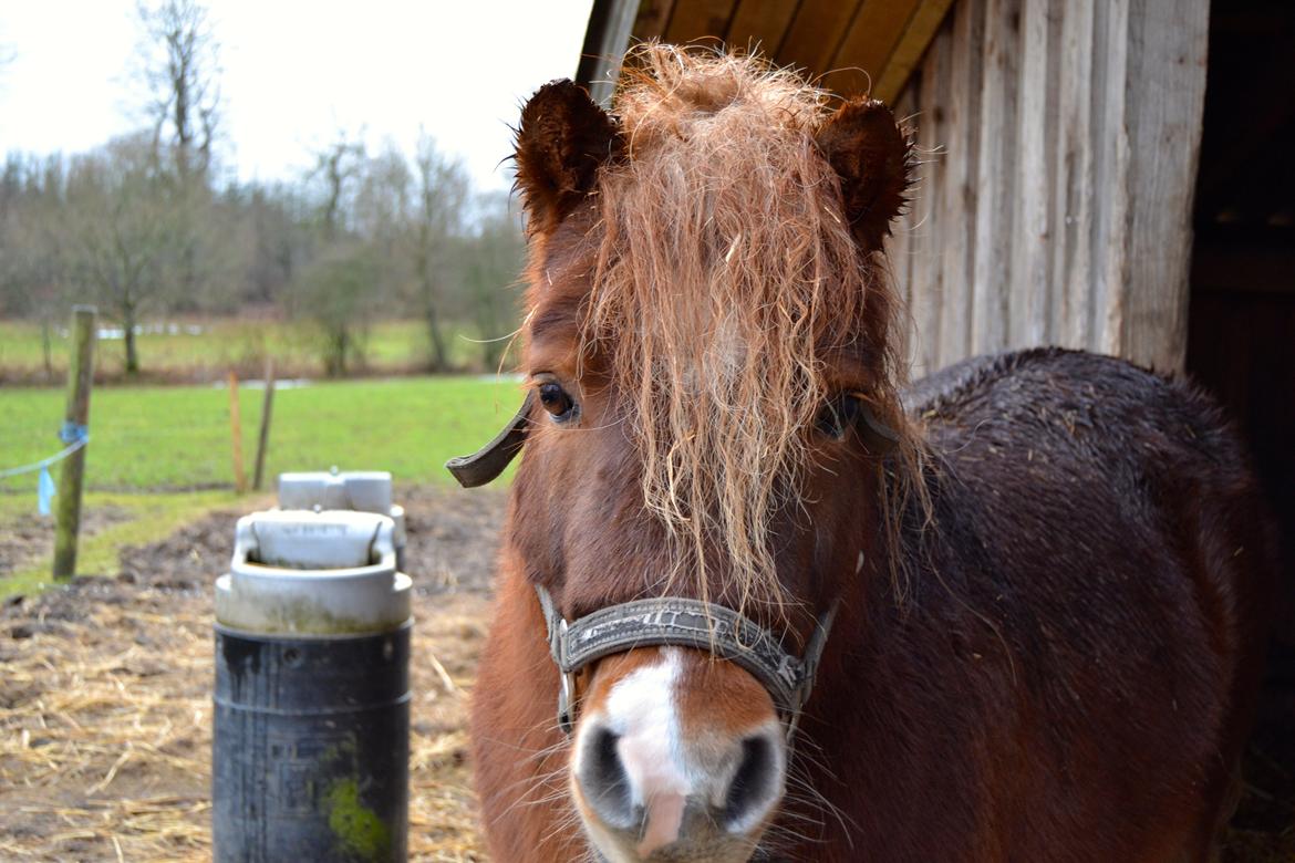 Anden særlig race Palle billede 1