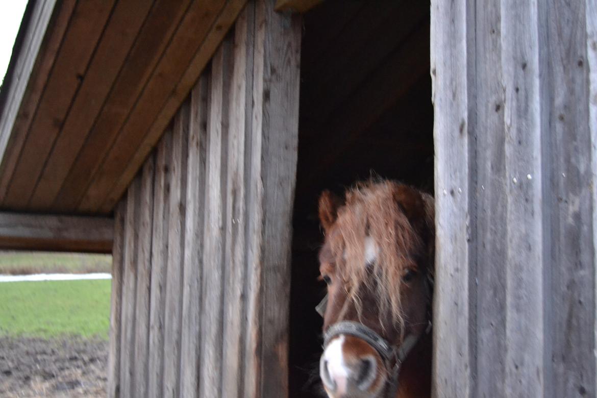 Anden særlig race Palle billede 8