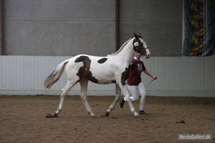 Pinto shamrocks White Sam billede 7